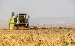 خبر خوش برای گندم‌کاران | قیمت جدید گندم اعلام شد