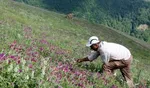۱۰ دمنوش برای کاهش علائم سرماخوردگی
