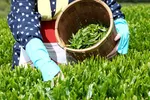 سریلانکا به جای پول نفت به ایران چای می‌دهد