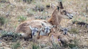 تصاویر / سواحل زیبای خلیج فارس مأوای مسافران و گردشگران