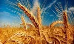 واردات ۱۰ میلیون تن کالای اساسی