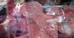 تب کریمه کنگو زنگ خطر مرگ را به صدا درآورد