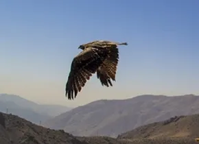 نماهنگ 