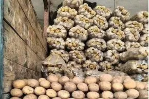 کاریکاتور/ اندراحوالات مسئولان و سیب‌زمینی!