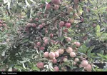 ذخیره‌سازی سیب و پرتقال شب عید