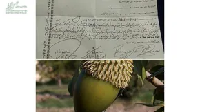 حرکت دسته جمعی ماهی‌ها در عکس روز نشنال جئوگرافیک