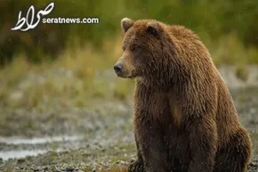 فیلم / خرسی که جاذبه زمین را به شوخی گرفته است