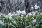 مقایسه قیمت مسکن در مازندران و گیلان + جدول شهریور ۱۴۰۴