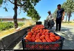 سیب‌زمینی و گوجه‌فرنگی ارزان شد/ قیمت جدید