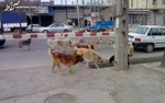 ورود سگ‌ها به پارک جرم مشهود است؛ برخورد قانونی می‌کنیم