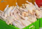 قیمت مرغ کاهشی می‌شود؟