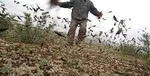 عکس/ تصویری حیرت آور از هجوم ملخ‌ها به بوشهر!