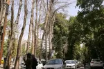 عکس| خیابان ولیعصر تهران وقتی هنوز خاکی بود