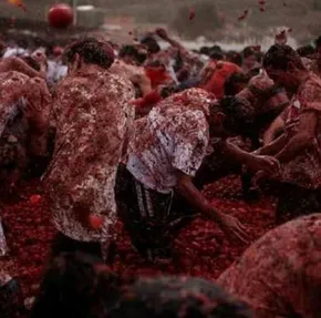 تصاویر/ بازار کساد گوجه فرنگی در هرمزگان‎