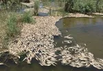 رئیسی: به‌طور جد پیگیر رفع مشکلات خوزستان خواهم بود