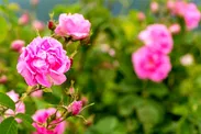 این گل خوشبو شاید خطر آلزایمر را کاهش دهد
