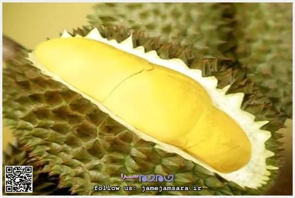 Durian دریان
زادگاه اصلی این میوه برونئی و اندونزی و مالزی است. به دلیل اندازه بزرگ آن به ملکه میوه‌ها معروف است. این میوه دارای بوی بسیار بدی است، به همین دلیل استفاده از آن در اماکن عمومی ممنوع است، اما طعم آن شیرین است.