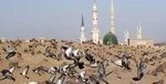 مفتی‌های تندرو فیلم را ندیده حرام اعلام کردند
