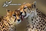 واکنش آقای وزیر به سونوگرافی زنان توسط مردان