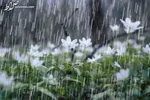 عکس/ جاری شدن آب در زاینده‌رود برای کشاورزان شرق اصفهان