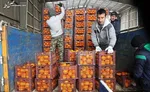 عرضه کالا‌های اساسی تنظیم بازار و میوه شب عید در نمایشگاه محصولات کشاورزی