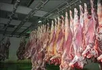 برگزاری نماز عید قربان با رعایت شیوه‌نامه‌های بهداشتی
