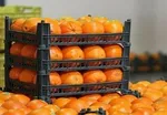 میادین میوه و تره بار تهران روز شنبه تا ساعت ۱۳ باز هستند