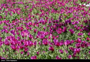 گزارش تصویری | نشست خبری سخنگوی وزارت امور خارجه