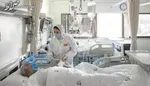 وضعیت بغرنج سگ‌های بدون صاحب در کشور