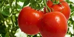 «فلاش‌بک» سوختی در دولت