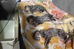 امکان بارداری مجدد ماده یوز ایرانی وجود دارد