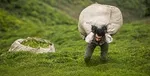 برداشت برگ سبز چای آغاز شد