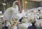 حباب ۲ میلیون تومانی برای سکه!