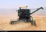 مرغ‌های درشت نخرید