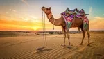 تبلیغ باورنکردنی شیر شتر توسط کریستیانو رونالدو در عربستان + فیلم