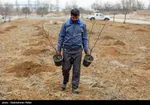 درختکاری به نیابت رهبر شهید| توزیع رایگان نهال در بوستان های پایتخت