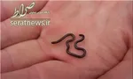 مورچه ای که قهوه می کارد+عکس