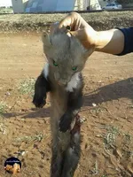روباه آکروبات باز+عکس