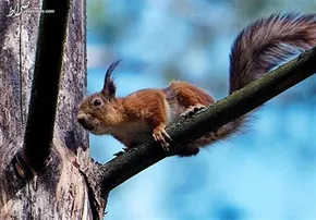 عکس/ابراز محبت سنجاب ها به همدیگر