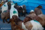 ترک کردن حج به بهانه کمک به فقیران،‌ مشروع نیست