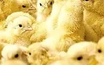 فروش اینترنتی مرغ گرم از هفته‌ آینده