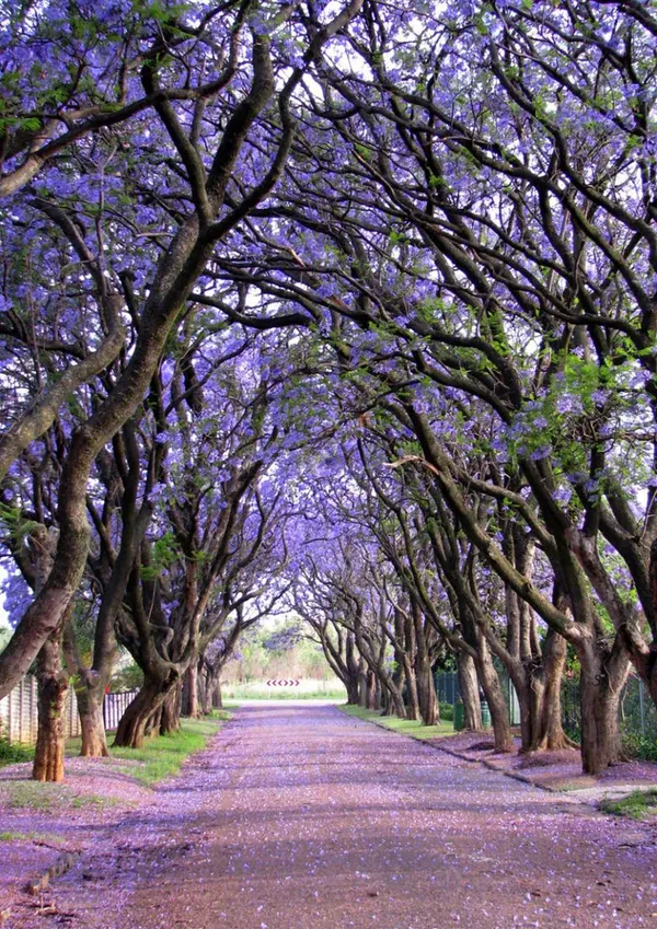  Jacarandas در آفریقای جنوبی