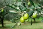اثبات فواید روغن زیتون برای بهبود عملکرد‌های شناختی