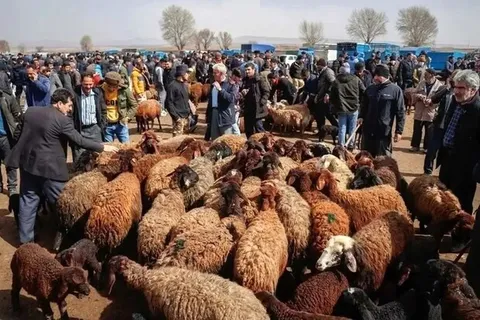 هشدار به ذبح غیر بهداشتی دام در عید قربان