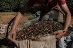 این قهوه موجب دیابت و بیماری قلبی می‌شود