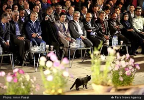تصاویر/ بزرگ‌ترین گربه جهان