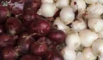 کاهش ۱۵ درصدی قیمت پیاز در راه است