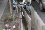 هشدار جدی درباره هانتاویروس| مساله موش‌ها در تهران جدی است