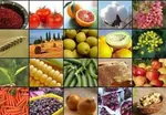 سیب زمینی قروه در صف انتظار/ زیان کشاورز با منع صادرات