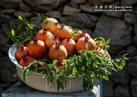 تصاویر| سومین جشنواره انار در شهرستان دزپارت